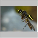 Ectemnius cavifrons oder ruficornis - Grabwespe w08b 11mm beim Nesteintrag - Schwebfliege.jpg